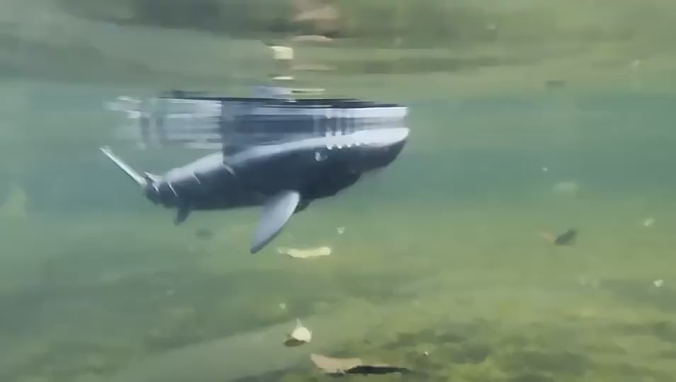 RC Shark – Realistic Remote Control Swimming Shark